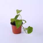 플라스틱  화분의 그림