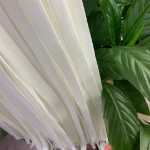 넓은 신발 끈 신발 액세서리의 그림