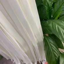 넓은 신발 끈 신발 액세서리의 그림