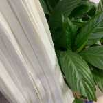 넓은 신발 끈 신발 액세서리의 그림