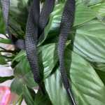 넓은 신발 끈 신발 액세서리의 그림