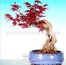 붉은 단풍 씨앗 일본 골든 메이플 씨앗 일본 레드 메이플의 그림