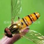 붉은 눈 말벌의 그림