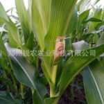 붉은 눈 말벌의 그림