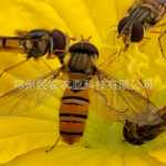 붉은 눈 말벌의 그림